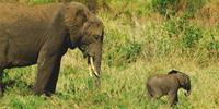 Elephant's in the wild, Tanzania